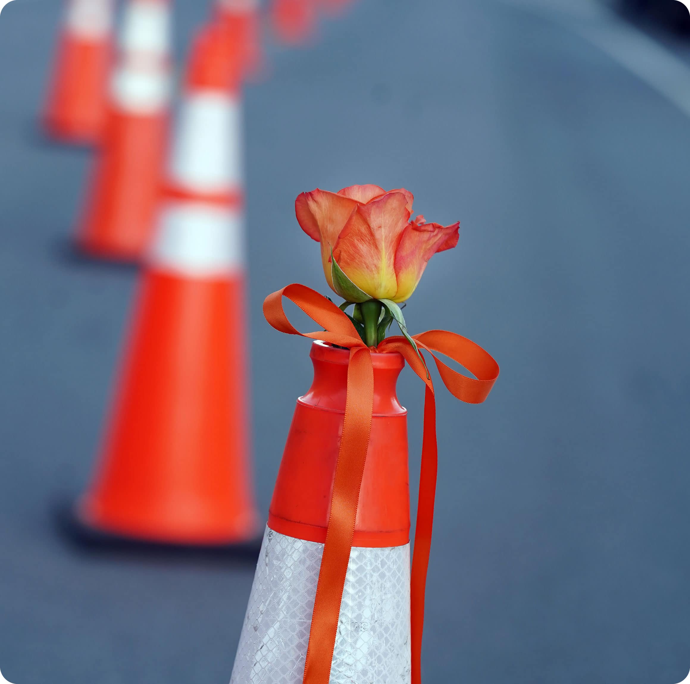 Orange and yellow rose with a ribbon around it sticking out of a traffic cone on the road